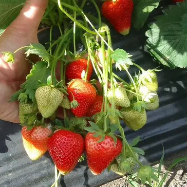 Саженцы клубники Априка (Aprica) - итальянский эталон урожайности для профессионального выращивания